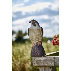 Slechtvalk Als Vogelverjager - 35 Cm 3 Slechtvalk Als Vogelverjager - 35 Cm -EDIALUX Winkel 1640694530 2 600