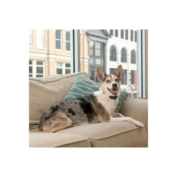 Oplaadbare Antiblafband Lite Petsafe 2 Oplaadbare Antiblafband Lite Petsafe - Afbeelding 2