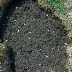 DCM Heteri-Guard - Aaltjes Tegen Engerlingen In Gazon - Voor 100 M² 7 DCM Heteri-Guard - Aaltjes Tegen Engerlingen In Gazon - Voor 100 M² -EDIALUX Winkel aaltjes tegen engerlingen 100 m 1540634989 2 600