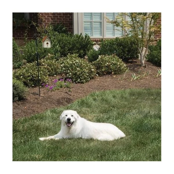 Pet Safe Outdoor Anti-blafhuisje 4 Pet Safe Outdoor Anti-blafhuisje - Afbeelding 4