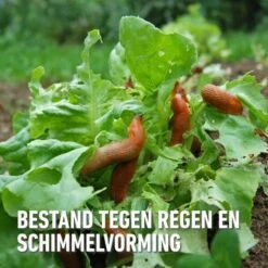 Compo Bio Anti-slakkenkorrels Voor 400 M² - 2 Kg 7 Compo Bio Anti-slakkenkorrels Voor 400 M² - 2 Kg -EDIALUX Winkel antislak bio 2 kg 1740479025 4 600