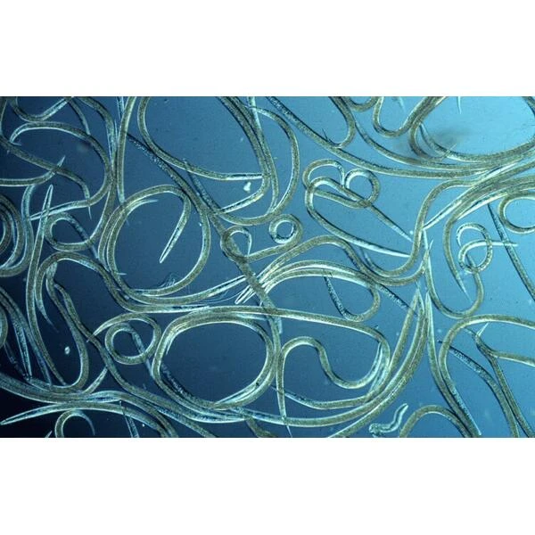 Aquanemix 1.25 V - Doseersproeier Voor Aaltjes 3 Aquanemix 1.25 V - Doseersproeier Voor Aaltjes - Afbeelding 3