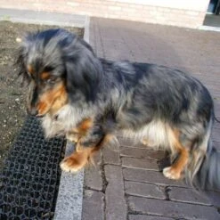 Dierenwerende Rasters - Anti-graven - Set Van 2 Stuks -EDIALUX Winkel dierenwerende matten 1543585595 2 600