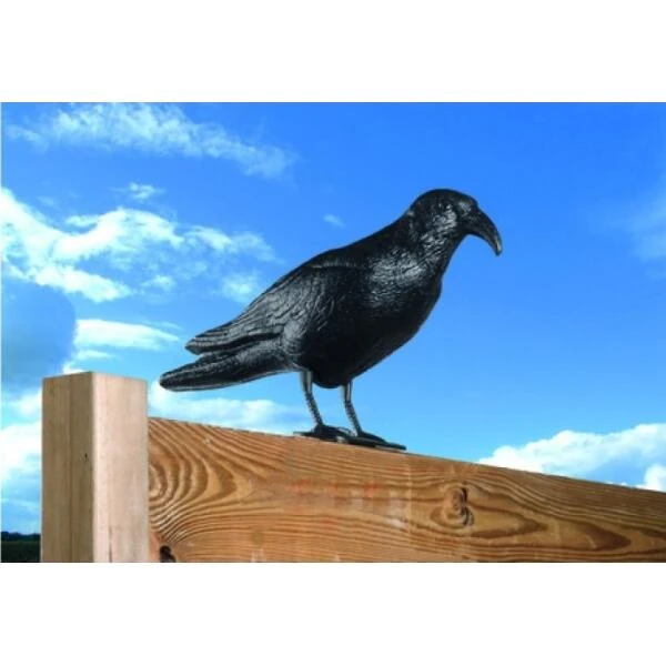 Duivenverjager Kraai 1 Duivenverjager Kraai