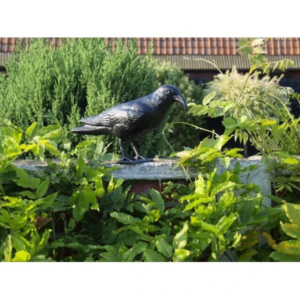 Duivenverjager Kraai 2 Duivenverjager Kraai - Afbeelding 2