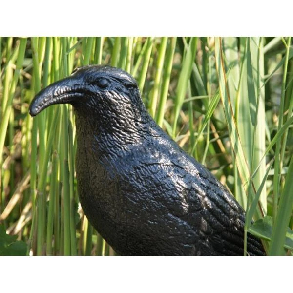 Duivenverjager Kraai 3 Duivenverjager Kraai - Afbeelding 3