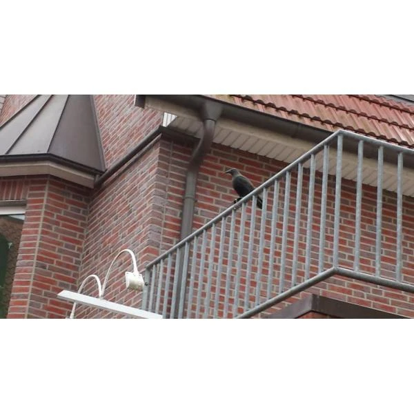 Duivenverjager Kraai 5 Duivenverjager Kraai - Afbeelding 5