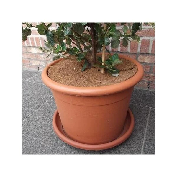 Kokos Afdekring - Ø 25 Cm 2 Kokos Afdekring - Ø 25 Cm - Afbeelding 2