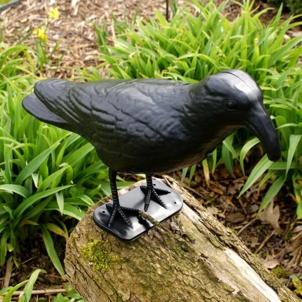 Duivenverjager Kraai Roepend 3 Duivenverjager Kraai Roepend - Afbeelding 3