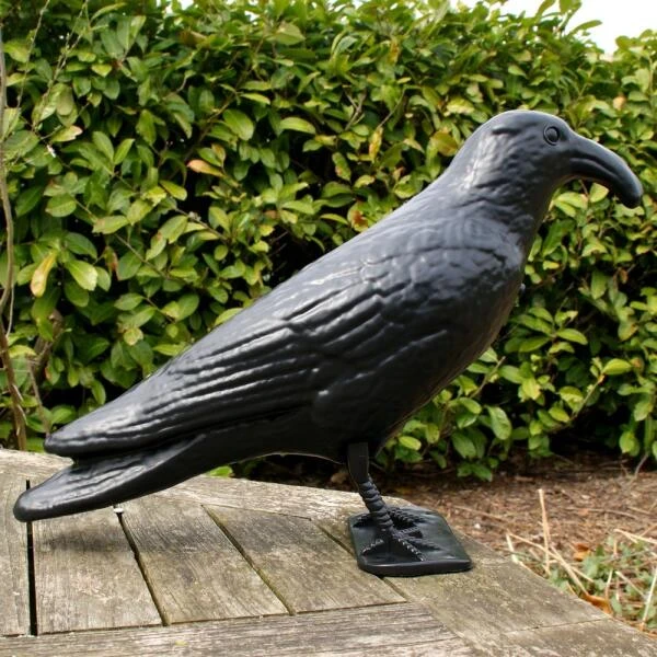 Duivenverjager Kraai Roepend 4 Duivenverjager Kraai Roepend - Afbeelding 4