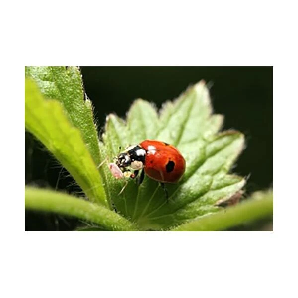 Ecostyle Lieveheersbeestjes Boerderij - Adalia Farm 1 Ecostyle Lieveheersbeestjes Boerderij - Adalia Farm