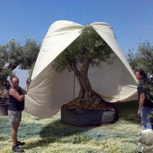 Reuze Thermobeschermhoes Voor Planten - 250 X 360 Cm 4 Reuze Thermobeschermhoes Voor Planten - 250 X 360 Cm - Afbeelding 4