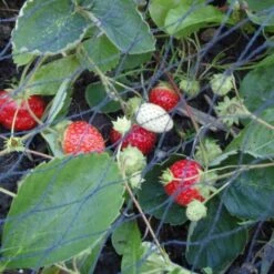 Tuinnet Grofmazig 4 × 10 M -EDIALUX Winkel tuinnet grofmazig 4 x 10 m 1652257082 2 600