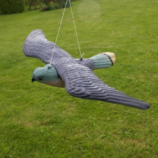 Torenvalk Als Vogelschrik 1 Torenvalk Als Vogelschrik