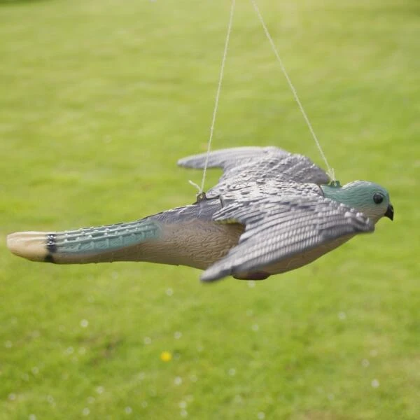 Torenvalk Als Vogelschrik 4 Torenvalk Als Vogelschrik - Afbeelding 4